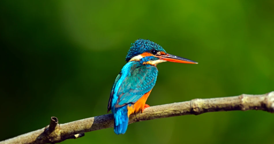 Strolling Through Sanjay Gandhi National Park