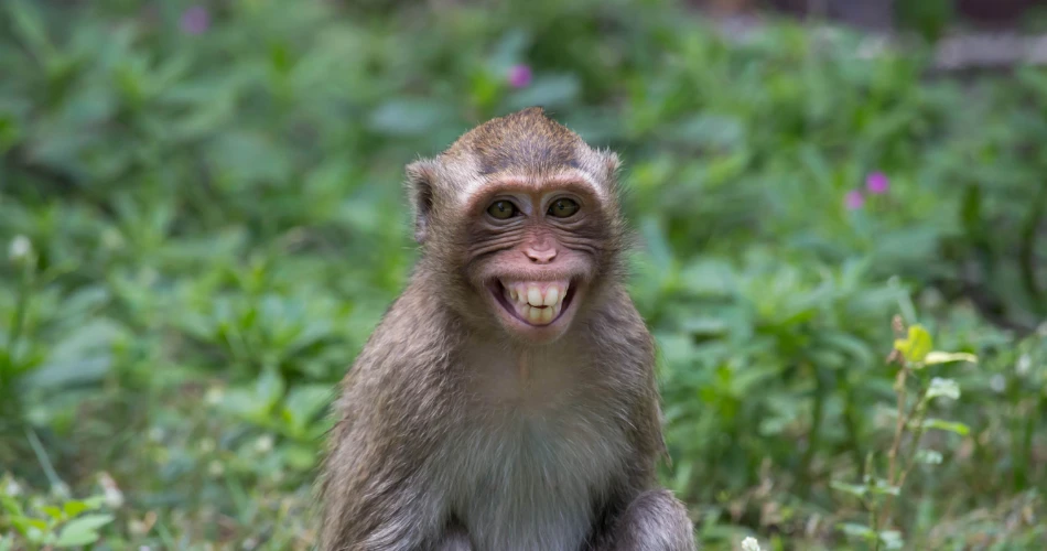 Excursión de un día a las Cuevas de Elephanta. Historia en una isla.